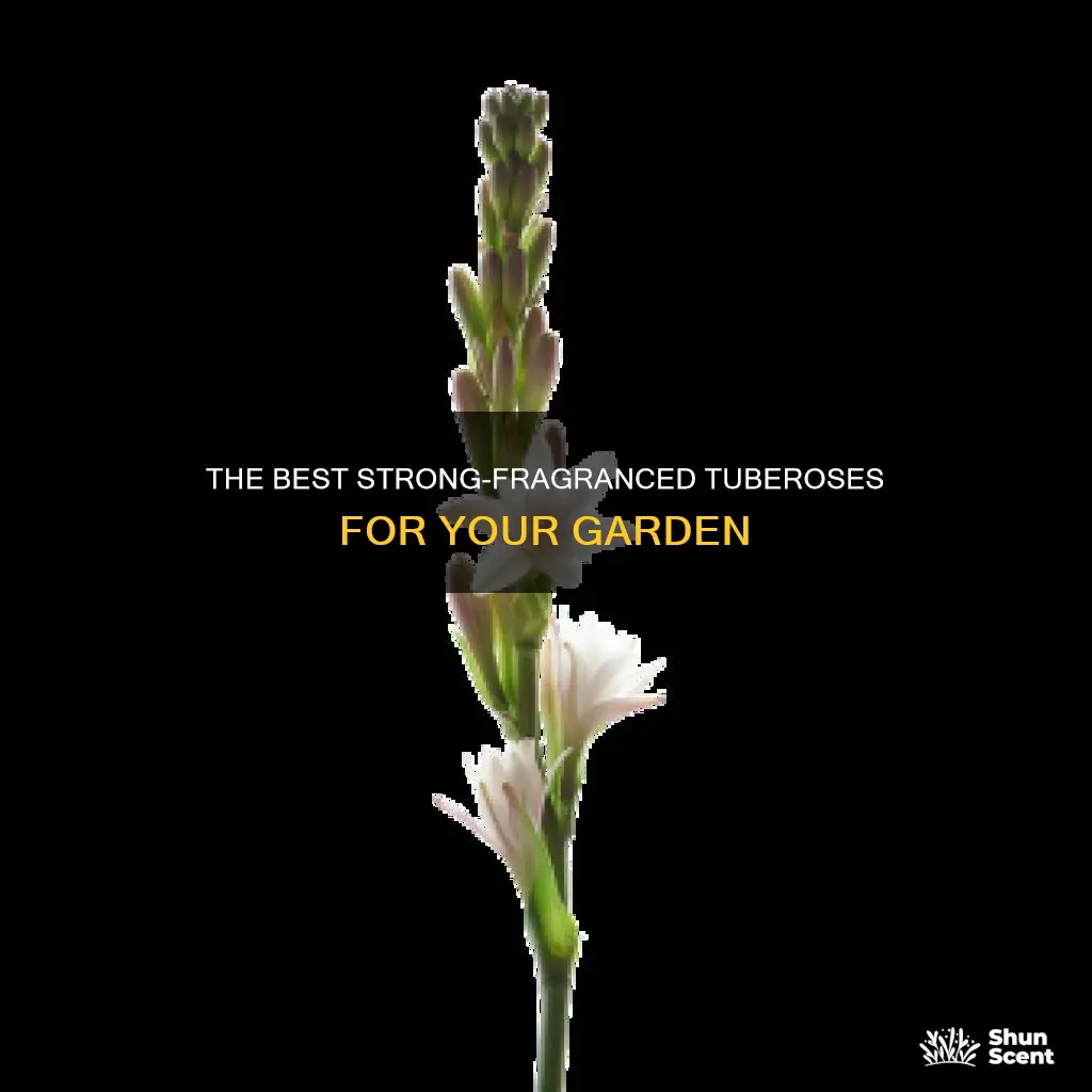 which tuberose has a strong fragrance