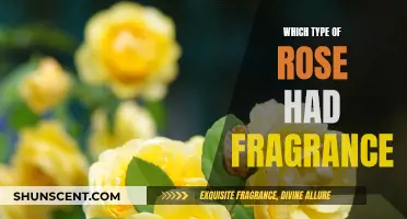 Fragrant Roses: Discovering the Sweetest-Smelling Varieties