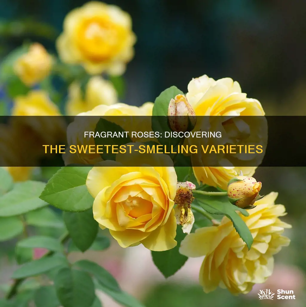 which type of rose had fragrance