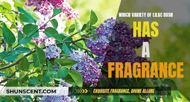 Fragrant Lilac Bushes: Which Varieties Offer the Best Scents?
