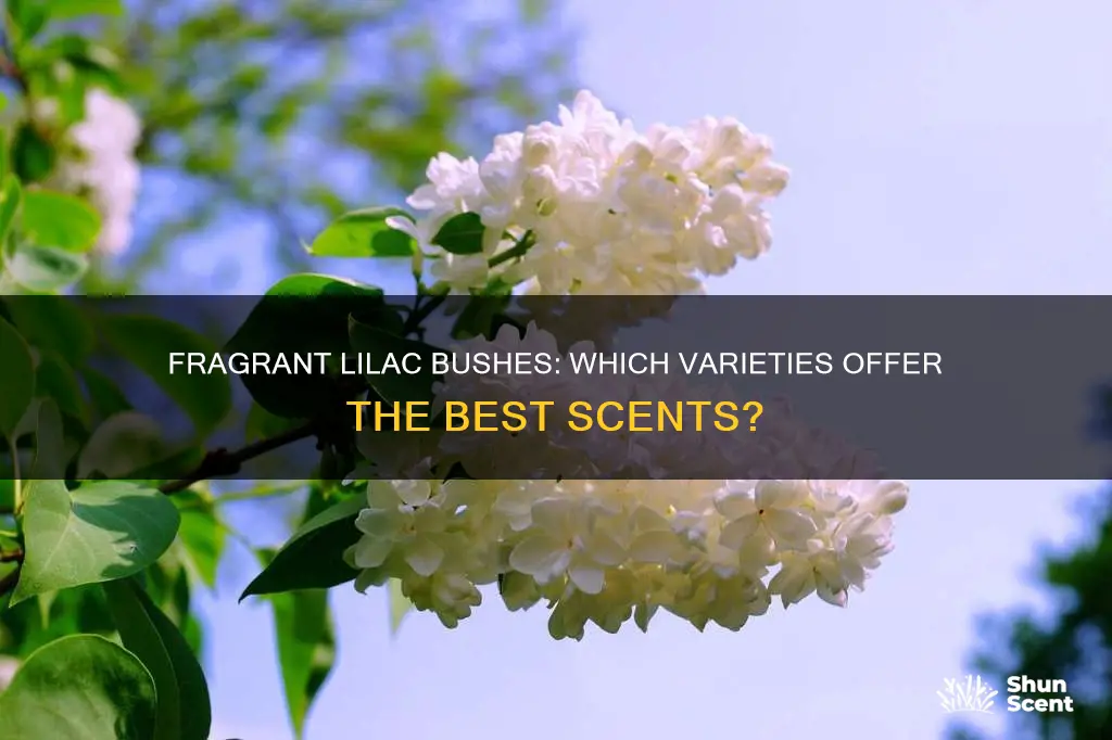 which variety of lilac bush has a fragrance
