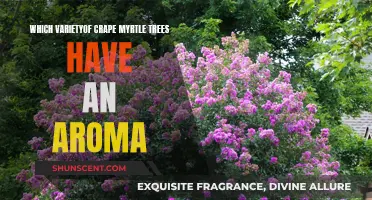 Crape Myrtles: Aromatic Varieties for Your Garden