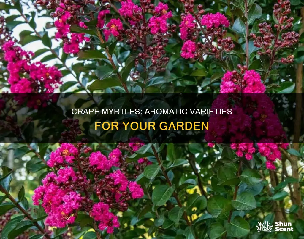 which varietyof crape myrtle trees have an aroma