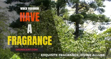 Viburnum's Fragrant Offerings: Exploring Scented Varieties