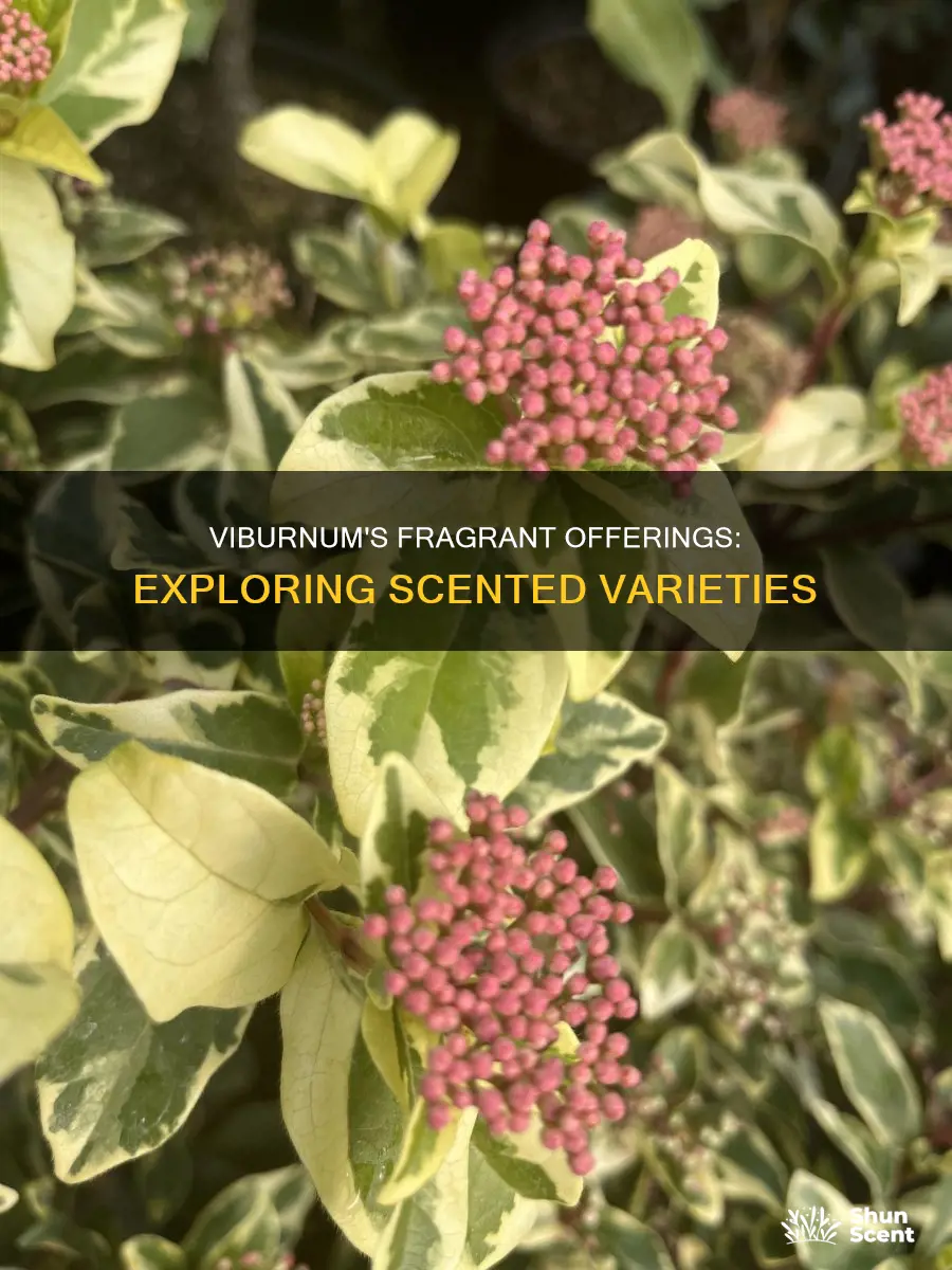 which viburnum have a fragrance