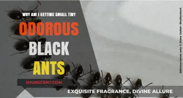 Tiny Troubles: Understanding and Eliminating Odorous Black Ants