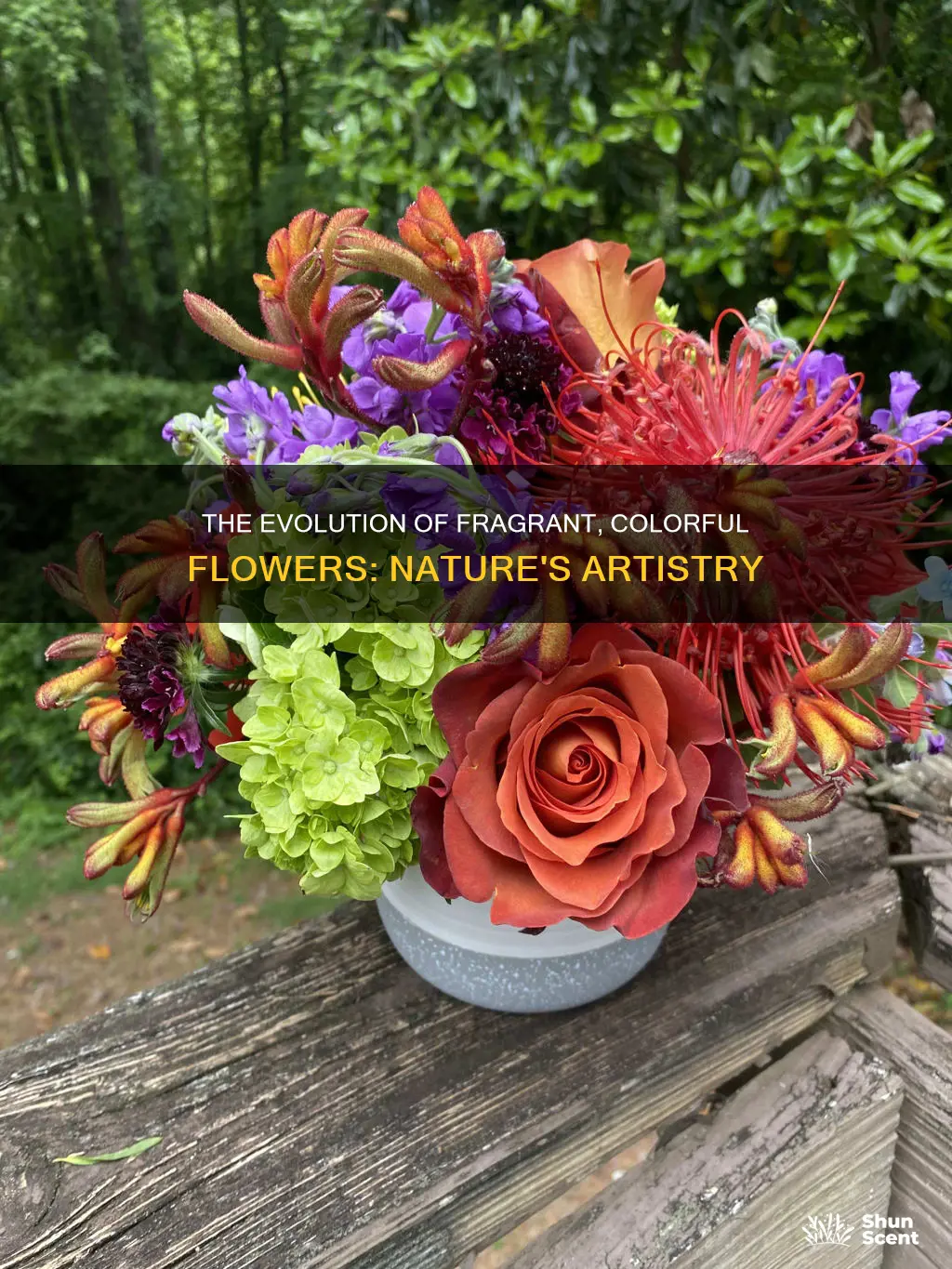 why are flowers coloured and have fragrance