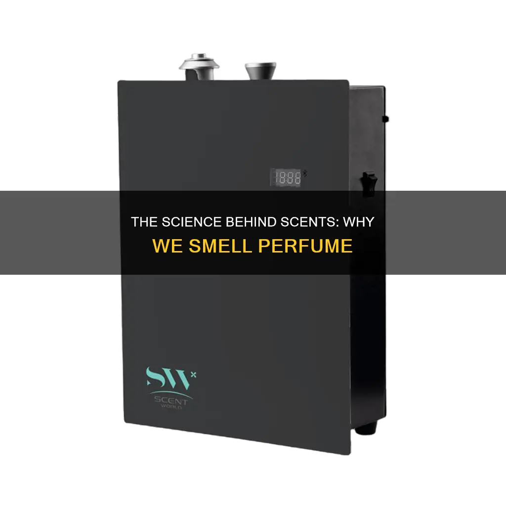 why can you smell perfume
