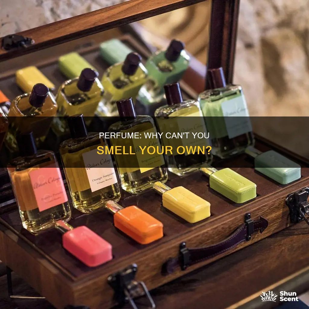 why cant you smell perfume on yourself