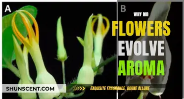 The Evolution of Fragrant Flowers: Nature's Aromatic Wonder