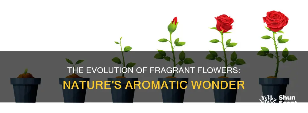 why did flowers evolve aroma