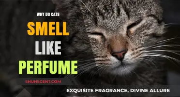 The Sweet Smell of Cats: Why the Perfume?