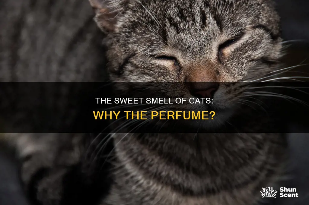 why do cats smell like perfume