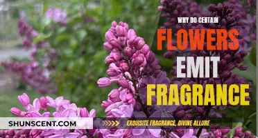 The Fragrance of Flowers: Nature's Perfumed Mystery
