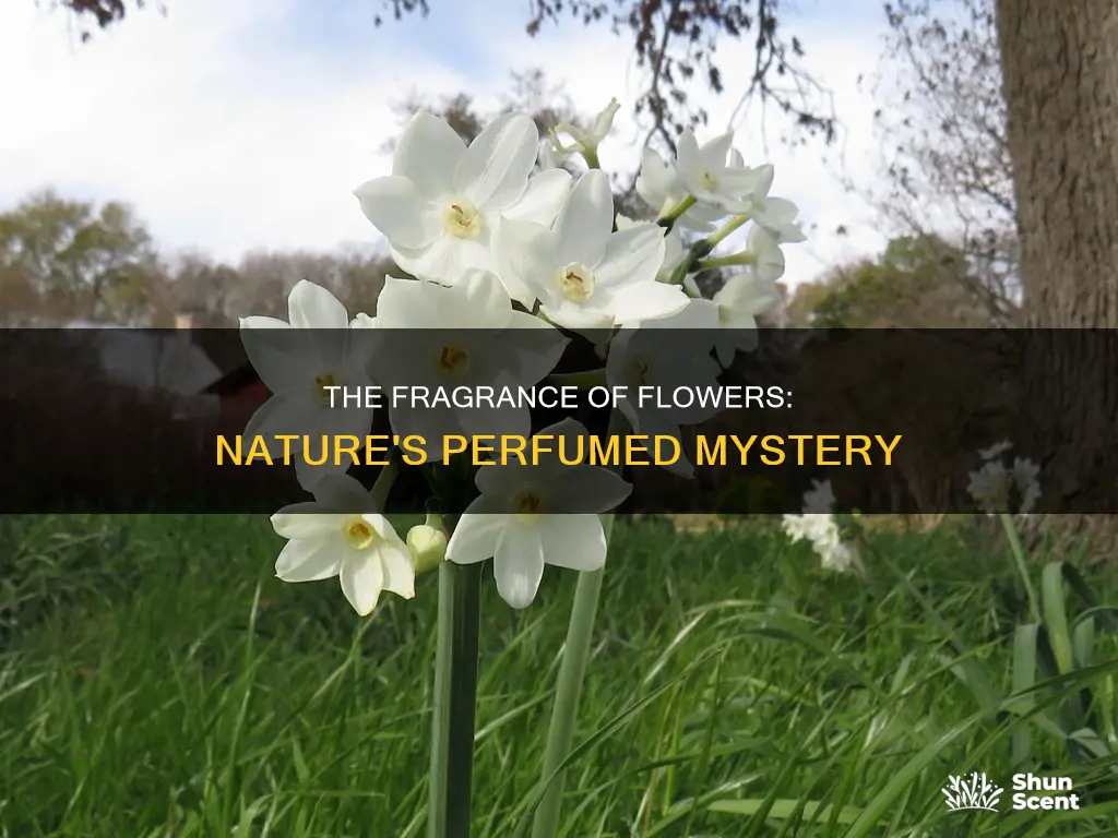 why do certain flowers emit fragrance