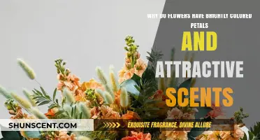 The Science Behind Flowers' Vibrant Colors and Alluring Scents
