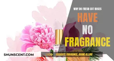 Fresh Cut Roses: Where Did The Fragrance Go?