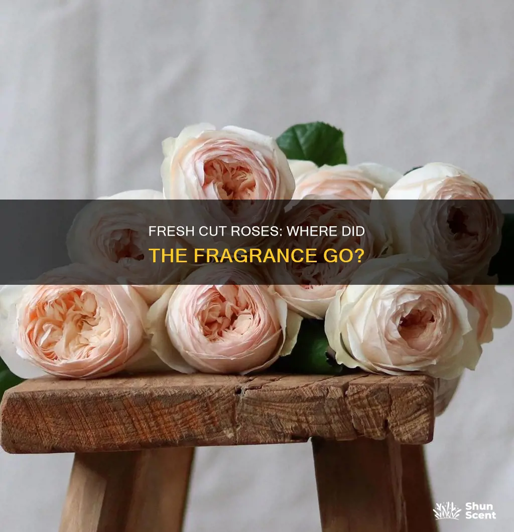 why do fresh cut roses have no fragrance