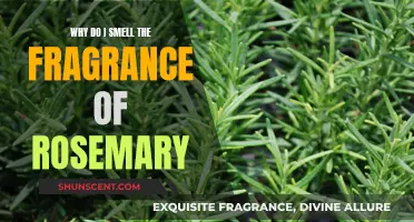 The Magical Fragrance of Rosemary: A Whiff of Wonder