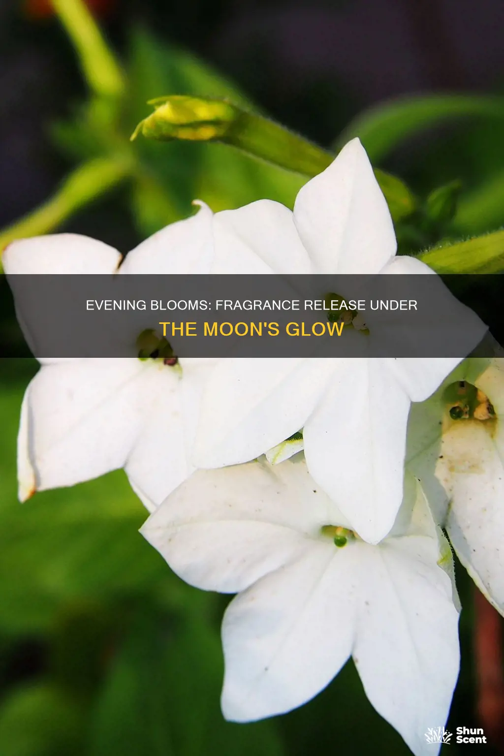 why do some flowers only release their fragrance at night