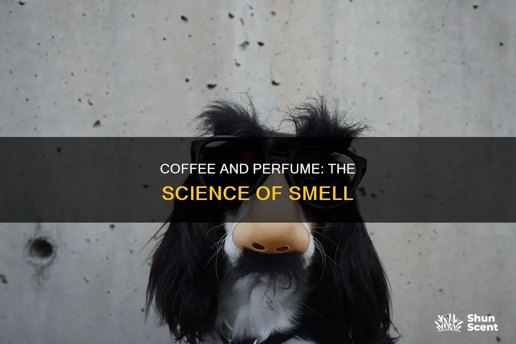 why do you smell coffee after smelling perfume
