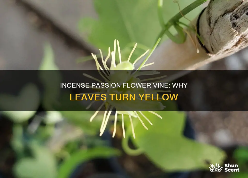 why does incense passion flower vine have yellowing leaves