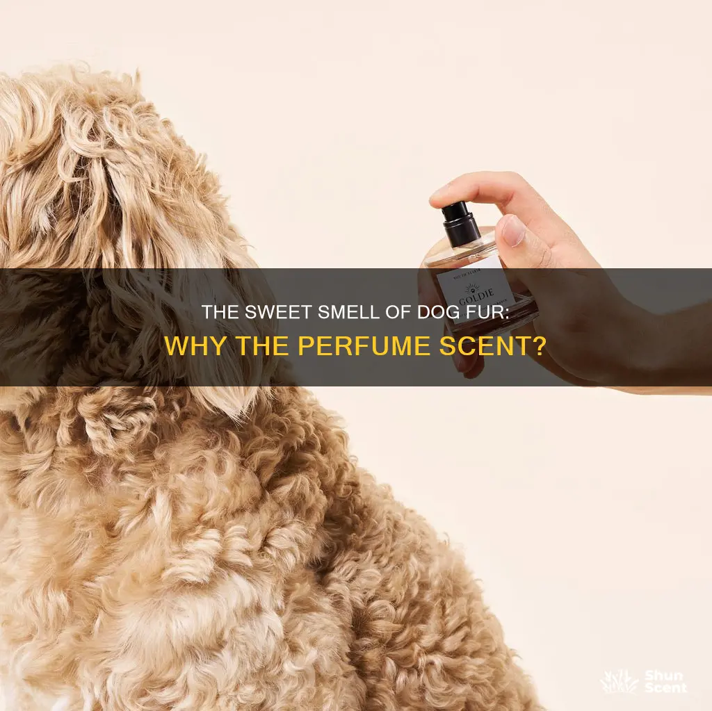 why does my dog fur smell like perfume