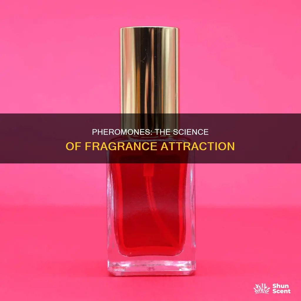 why does pheromones fragrances work