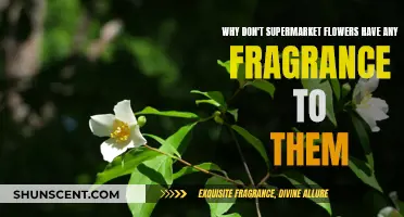 The Mystery of Scentless Supermarket Flowers Revealed