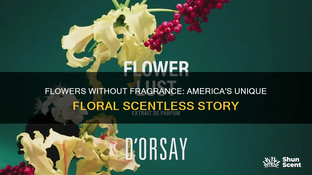 why flowers in usa do not have fragrance