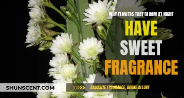 Evening Blooms: Sweet Scents and Night Fragrance