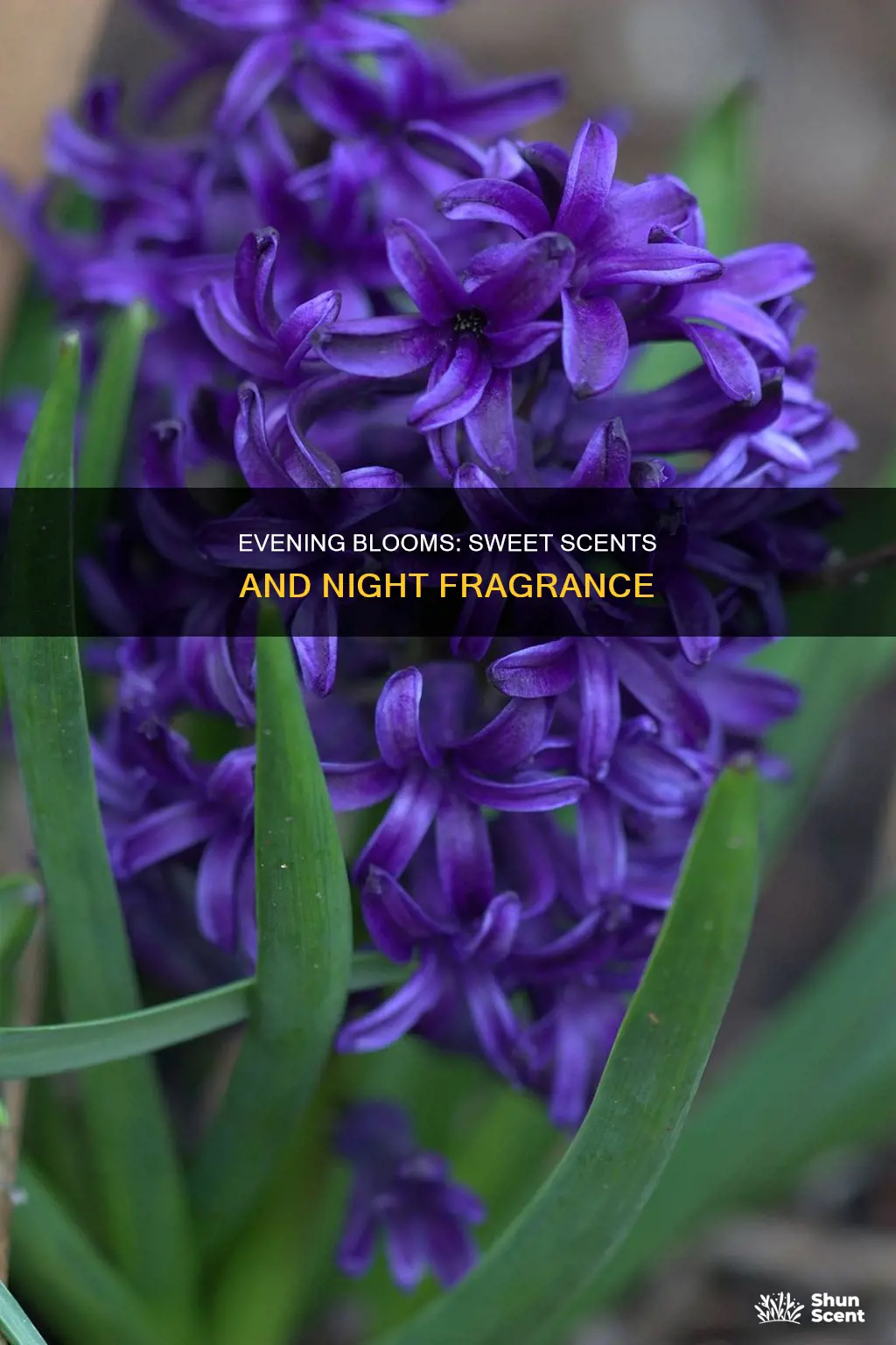 why flowers that bloom at night have sweet fragrance
