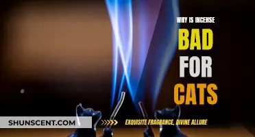 Incense: Toxic Fumes That Harm Your Cat's Health