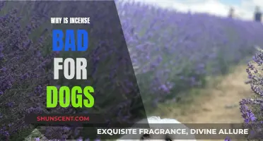 Incense and Dogs: What You Need to Know