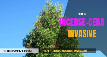 Incense-cedar: Invading and Impacting Ecosystems