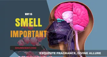 The Power of Scent: Why Smell Shapes Our Lives and Memories