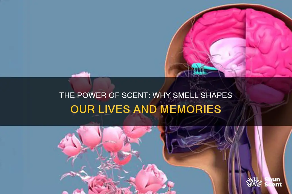 why is smell important