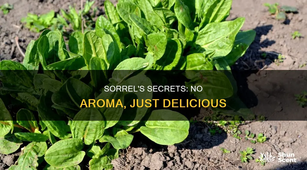 why is sorrel good with no aroma