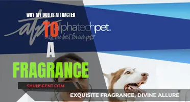 The Scent Attraction: Why My Dog Loves Fragrances