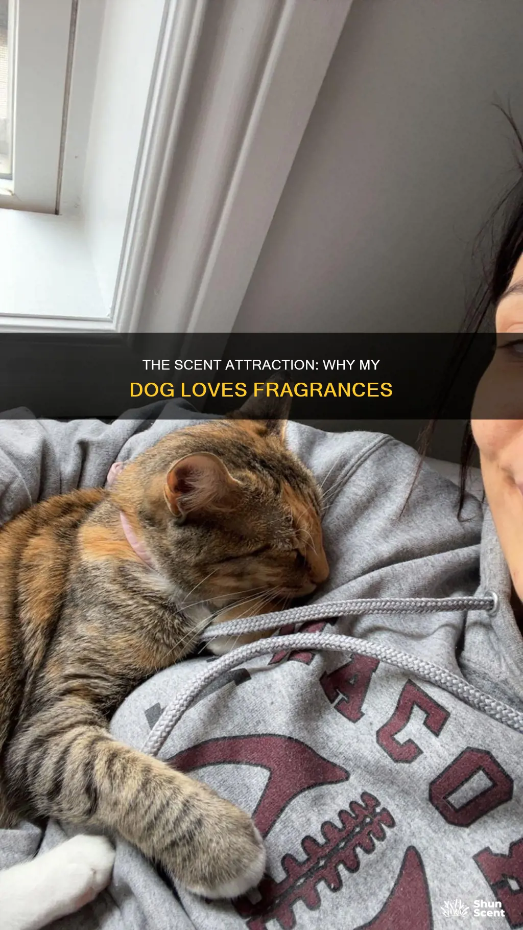 why my dog is attracted to a fragrance