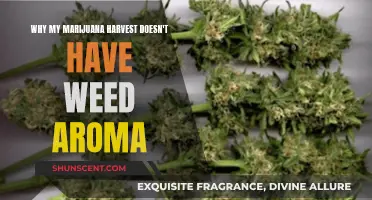 Marijuana Harvest Lacking Aroma: What's the Reason?