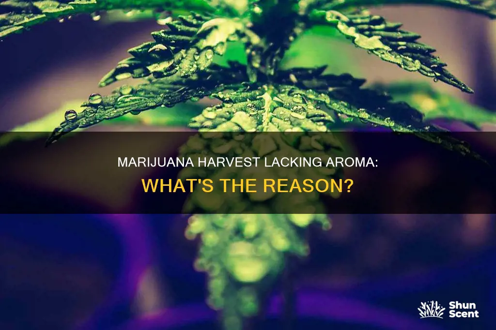 why my marijuana harvest doesn