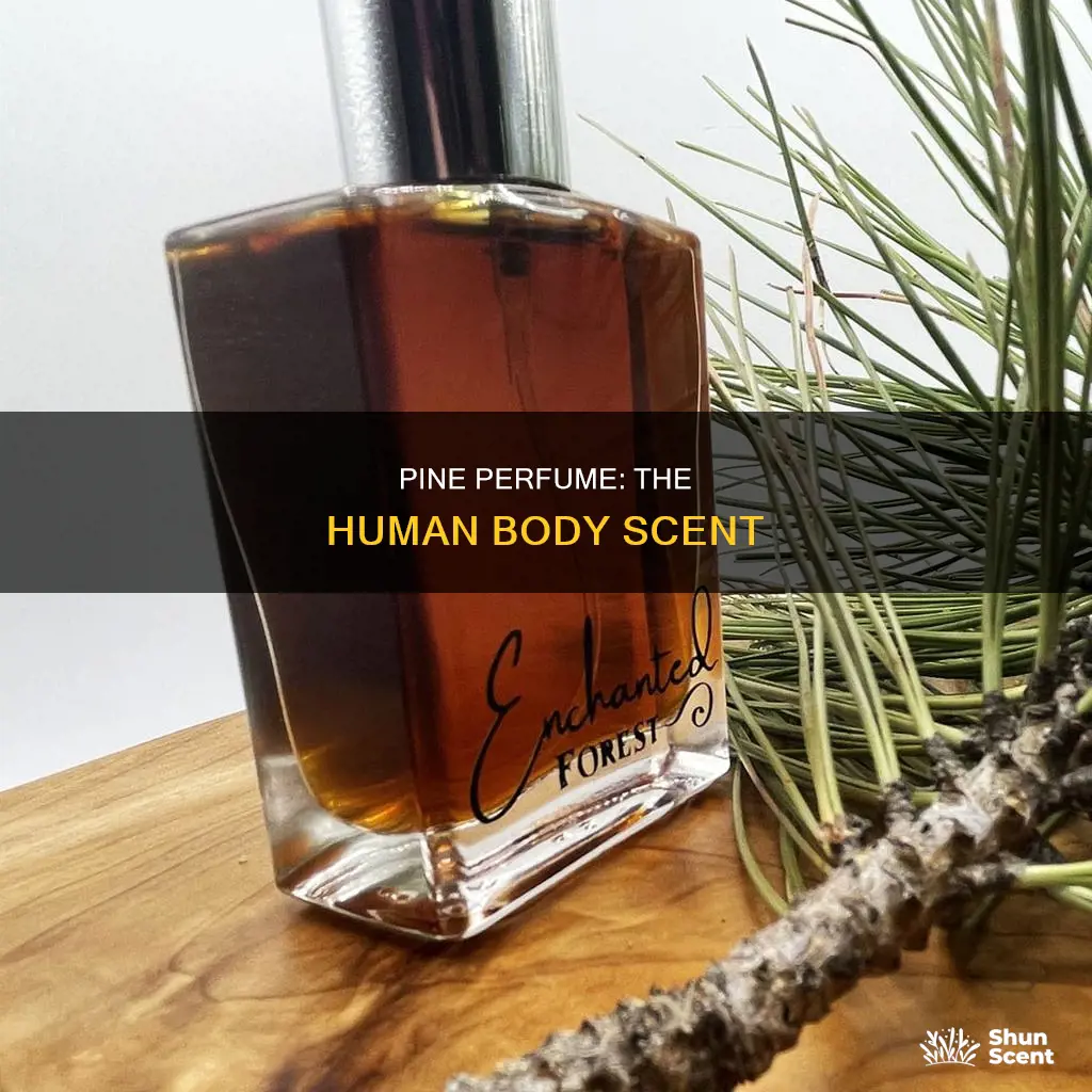 why pine perfume smells like human body