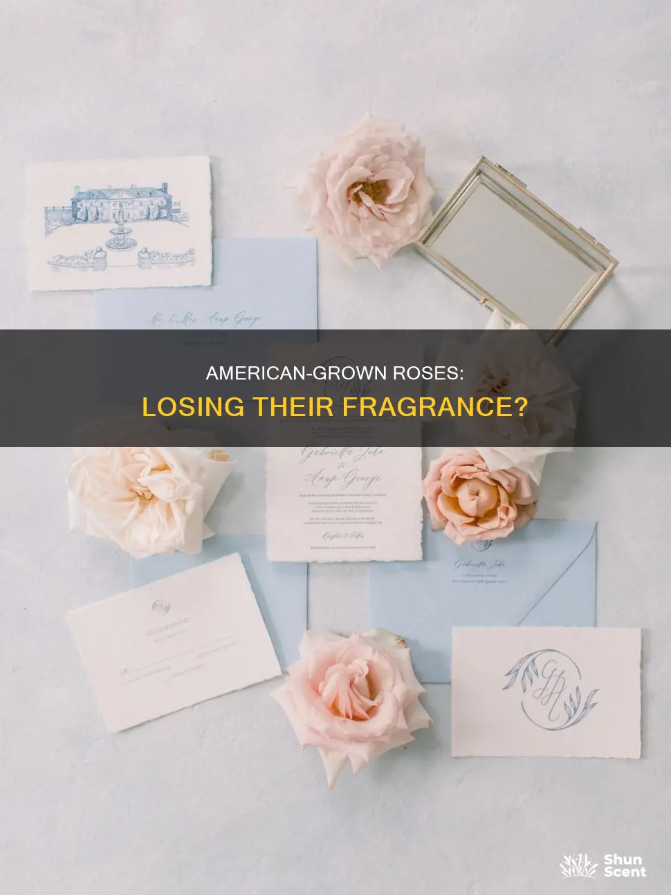 why roses in usa has no fragrance like in india