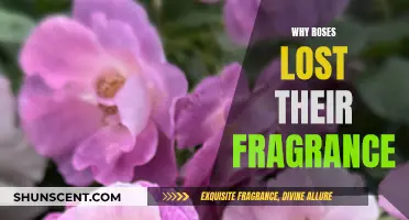 The Evolution of Roses: Fragrance Fades Away