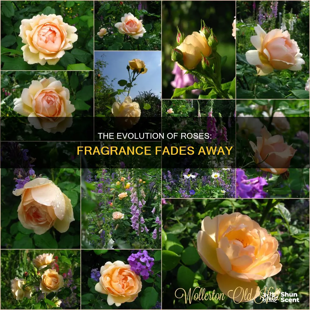 why roses lost their fragrance