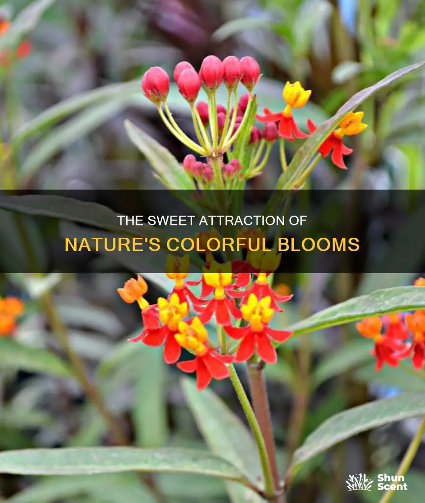 why some flowers have bright colours and sweet fragrance