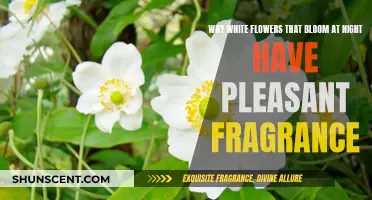 Evening Blooms: Why White Flowers Smell So Sweet