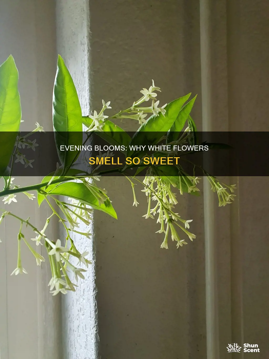 why white flowers that bloom at night have pleasant fragrance