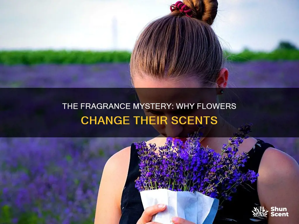 why would a flower change its aroma